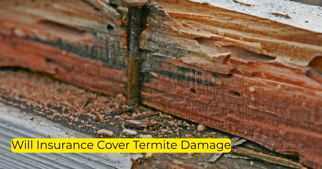 Will Insurance Cover Termite Damage